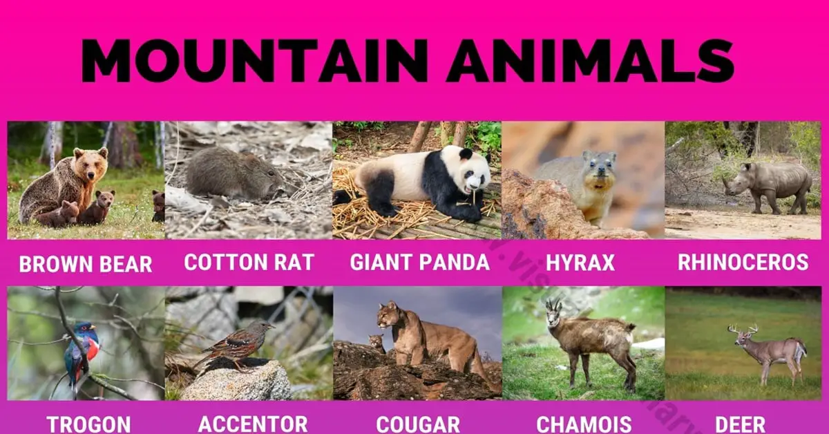 Mountain Animals: Big List of 115+ Names of Animals Live in the High  Mountains - Visual Dictionary