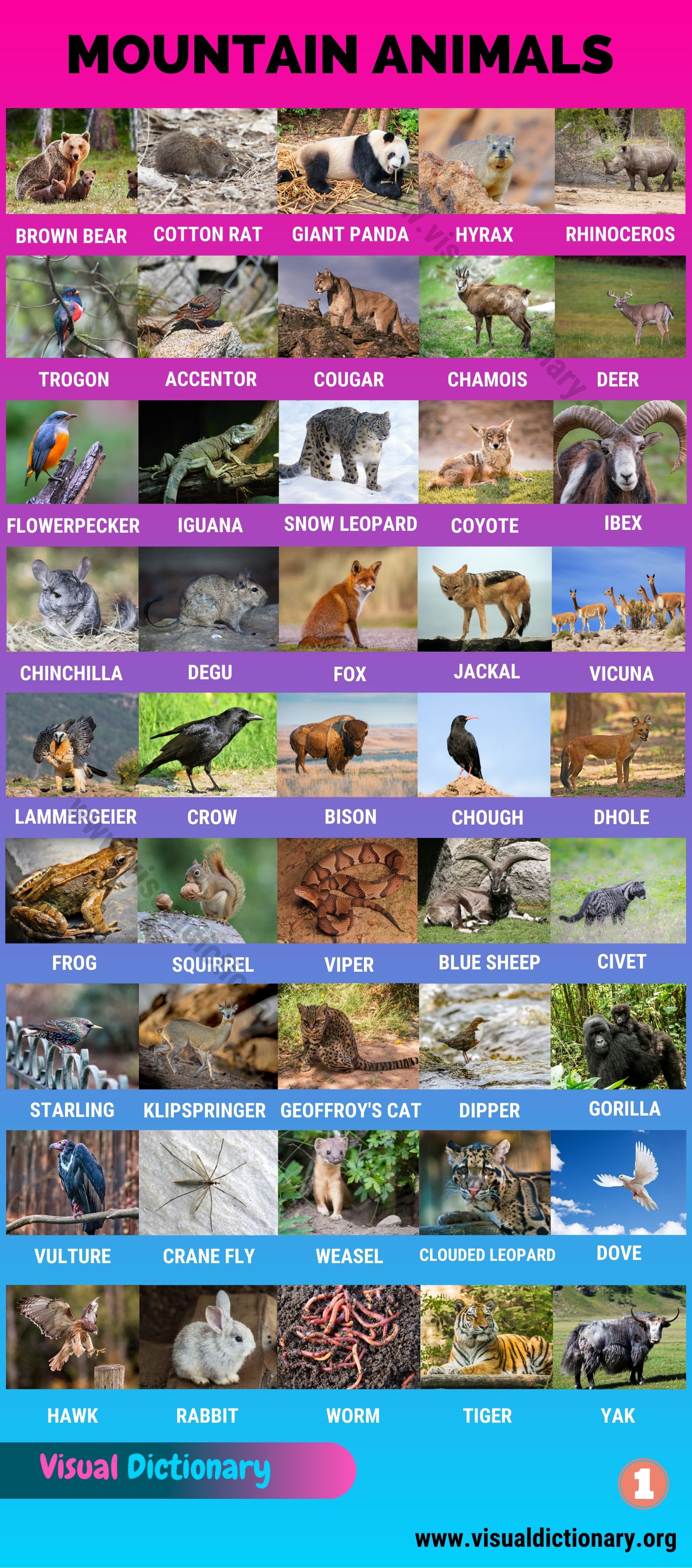 Mountain Animals Big List Of 115 Names Of Animals Live In The High Mountains Visual Dictionary
