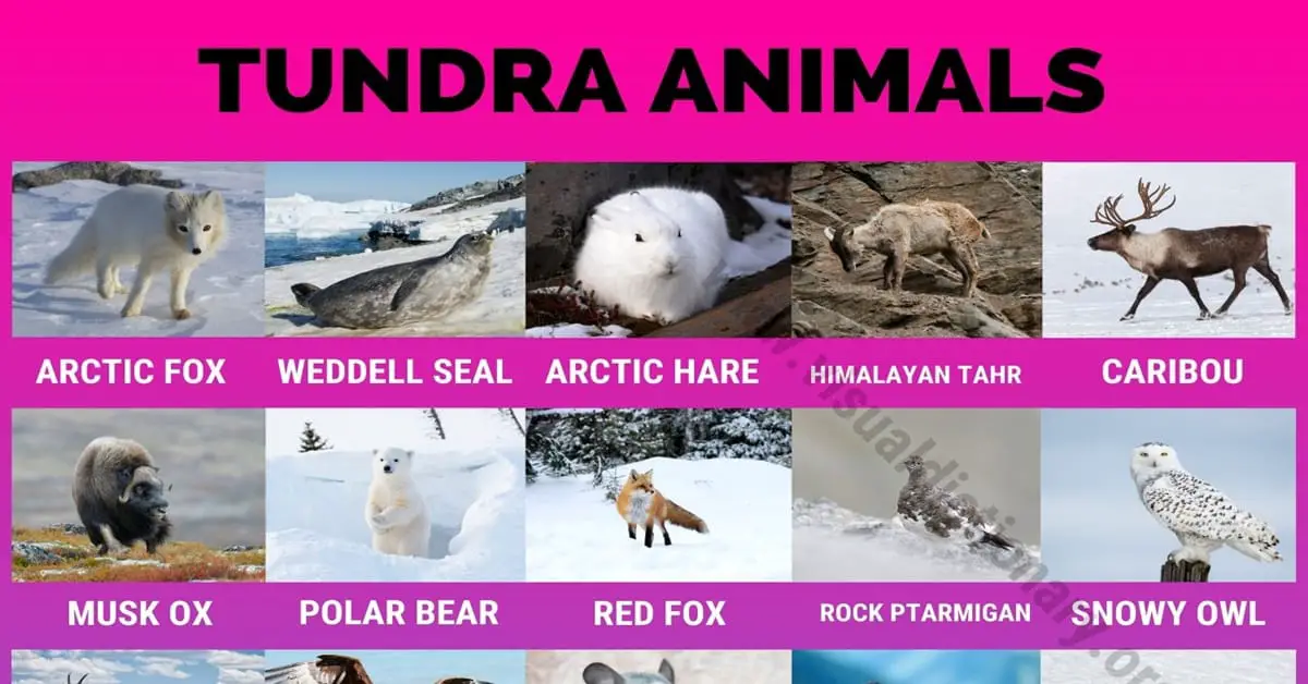 Tundra Animals: Helpful List of 40 Animals that Live in the Tundra - Visual  Dictionary