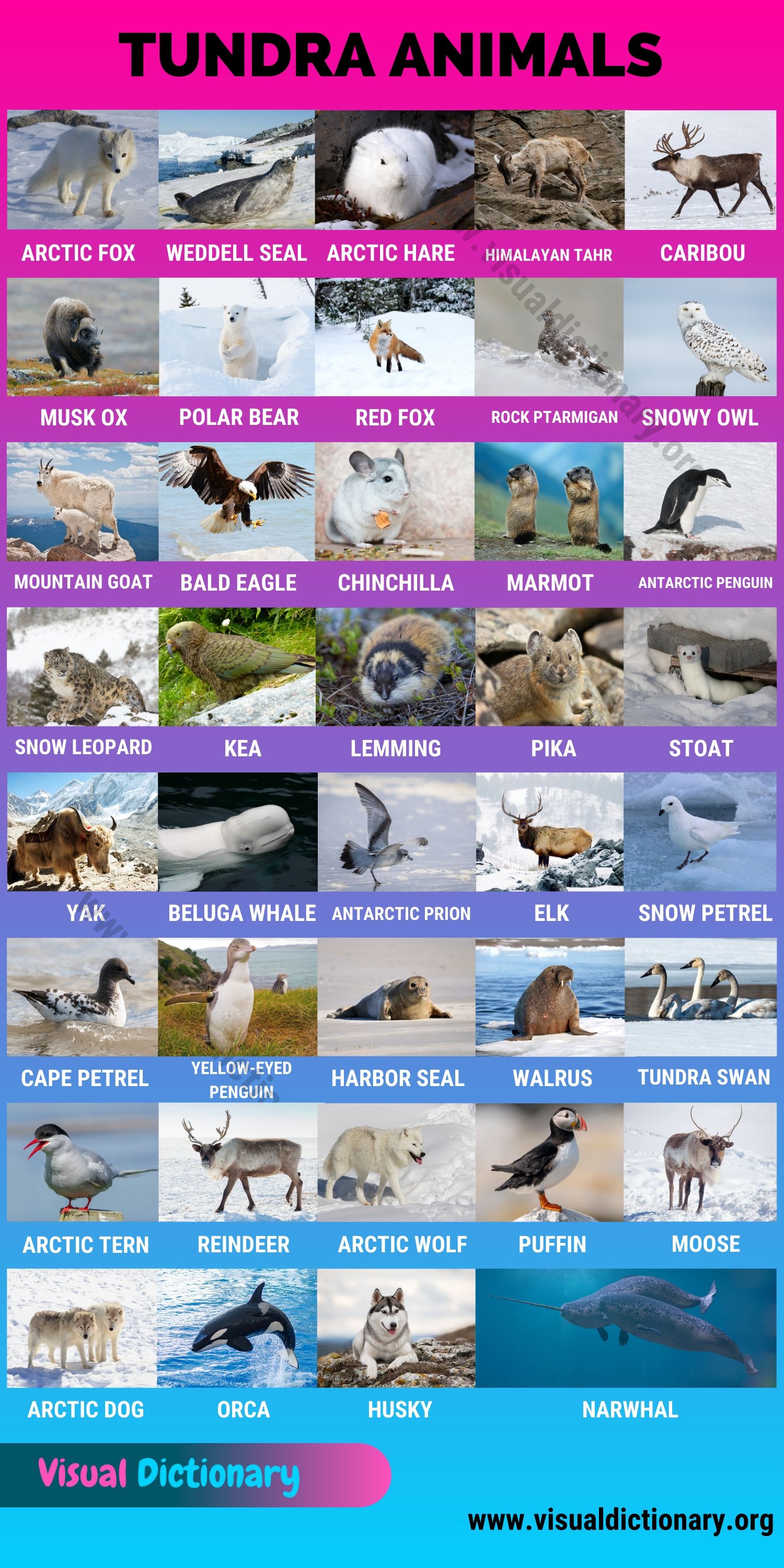 Tundra Animals Helpful List Of 40 Animals That Live In The Tundra Visual Dictionary