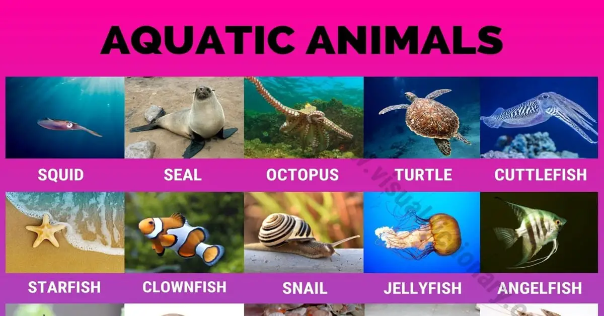 Aquatic Animals: Wonderful List of 35 Aquatic Animals for Students - Visual  Dictionary