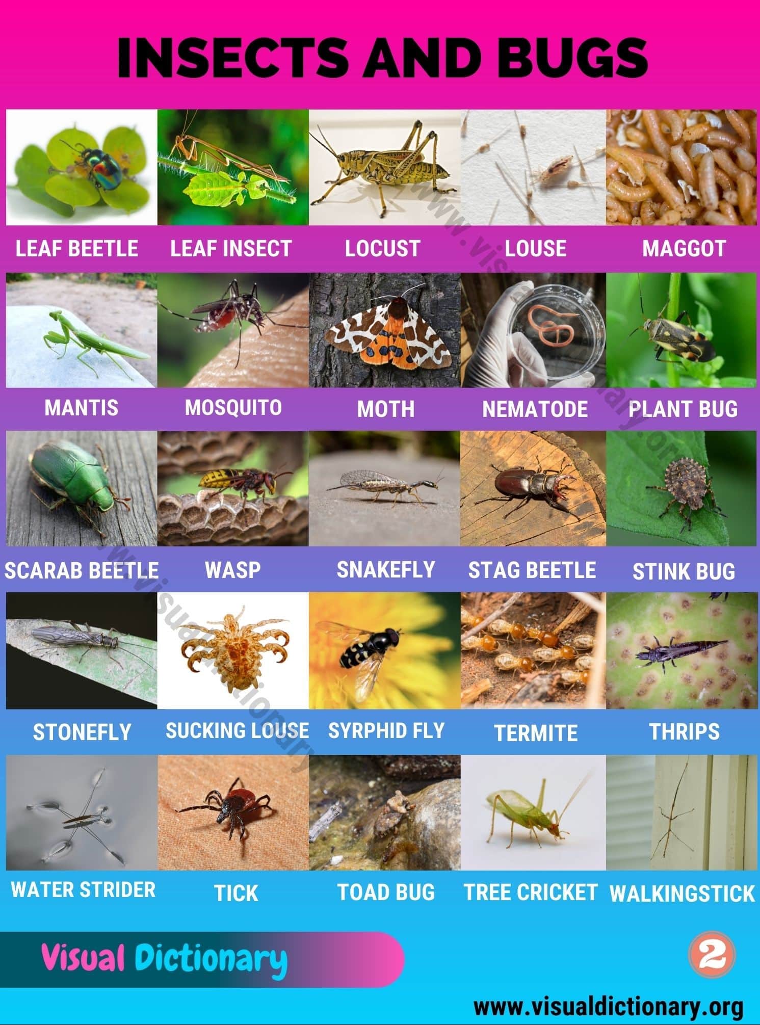 Insects and Bugs