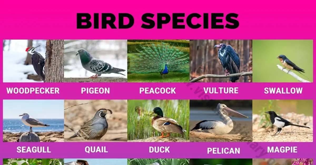 Types of Birds: Great List of 80 Birds by Common Names around the World