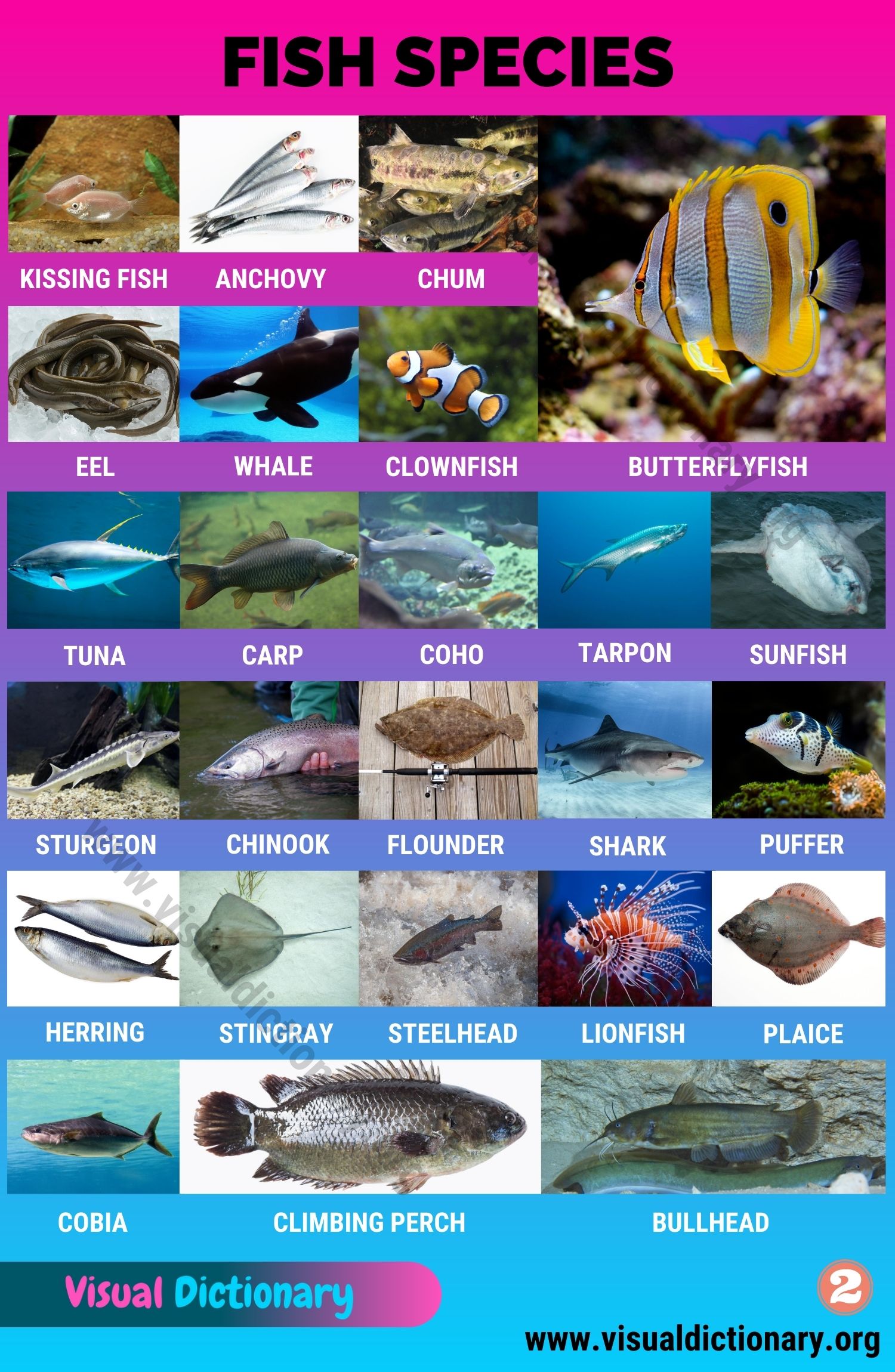 Types Of Fish Interesting List Of 50 Different Fish Species Around The World Visual Dictionary