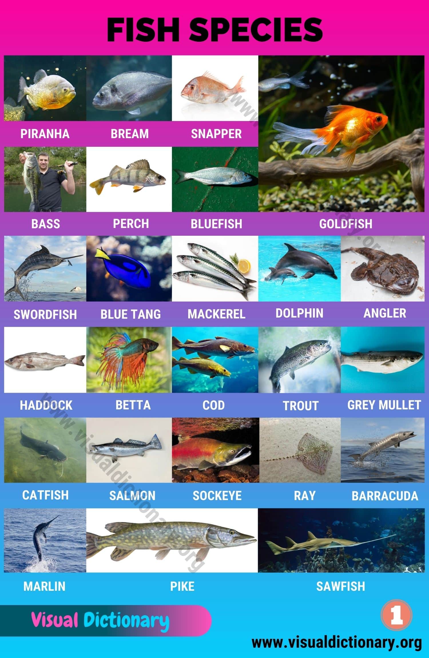 Types of Fish