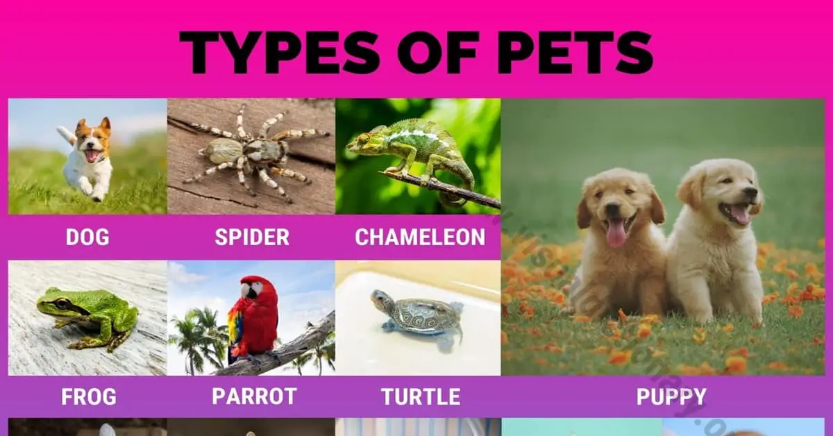 Types of Pets