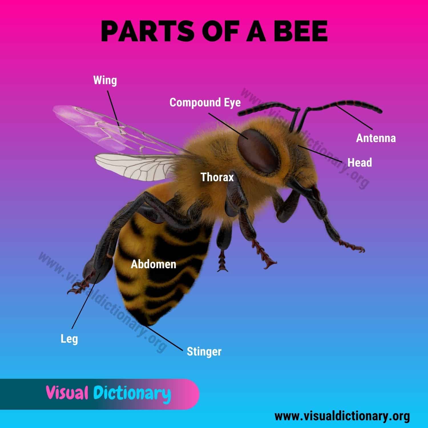 Bee Anatomy