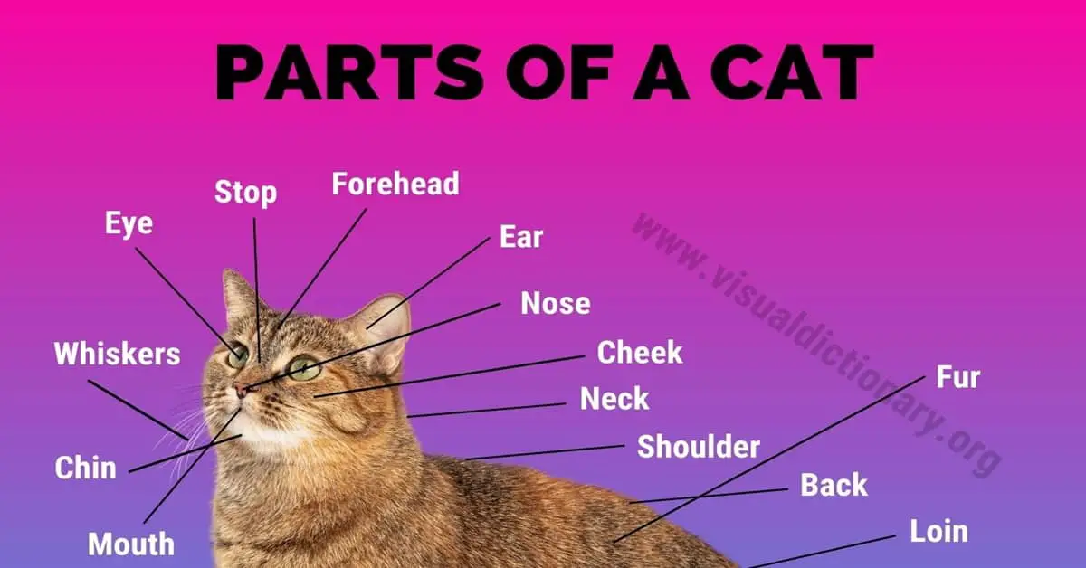 Cat Anatomy: Interesting List of 34 External Parts of the Cat - Visual