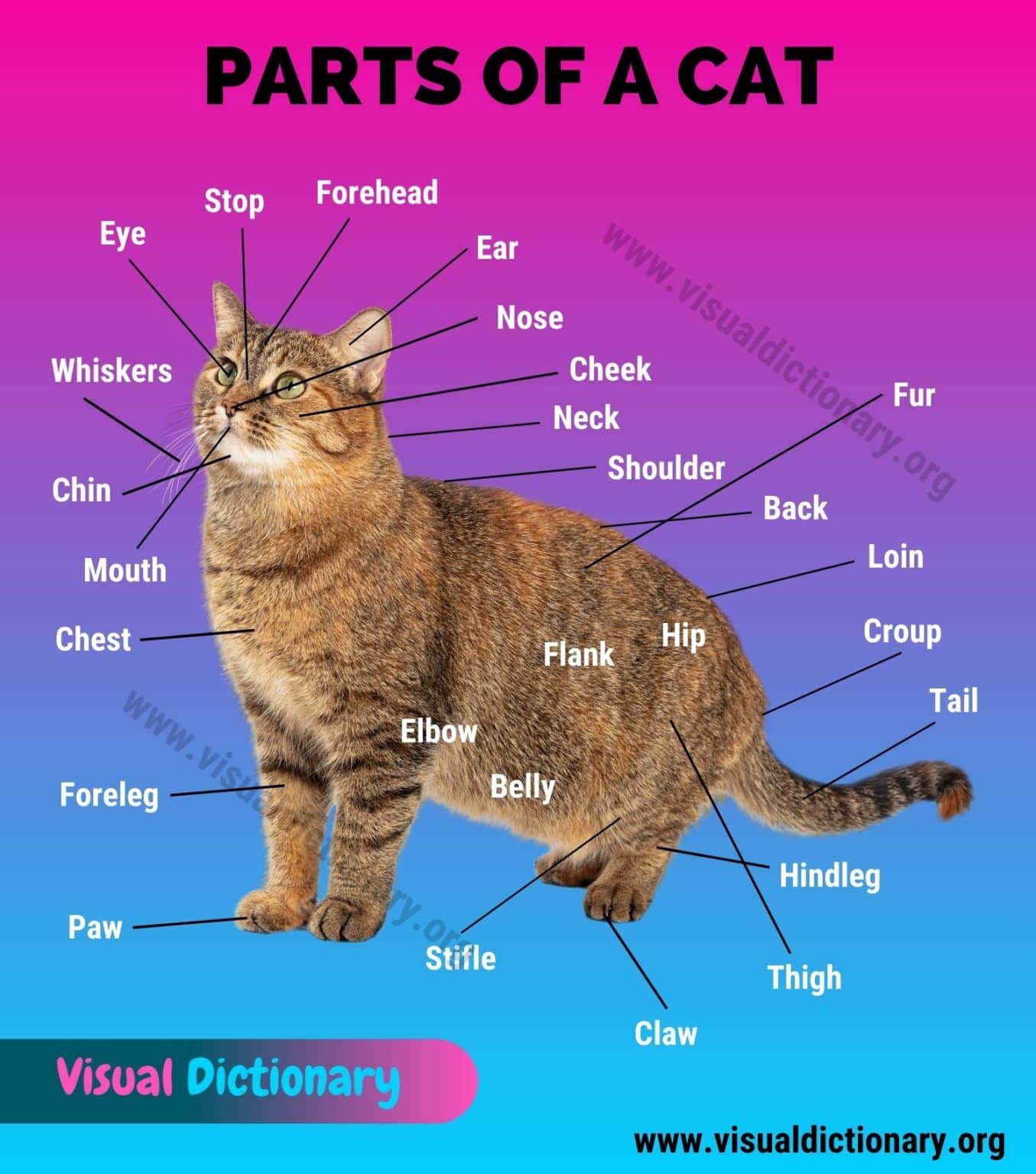 Cat Anatomy: Interesting List of 34 External Parts of the Cat - Visual