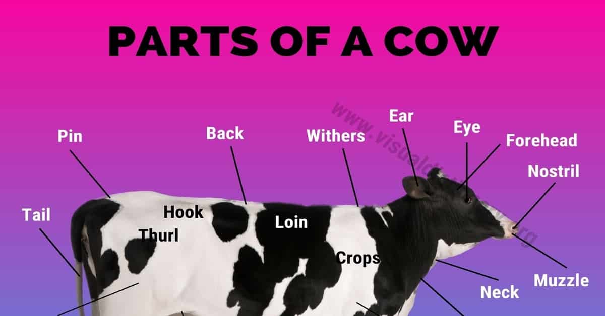 Cow Anatomy: 35 Different External Parts of a Cow (with Useful Picture)