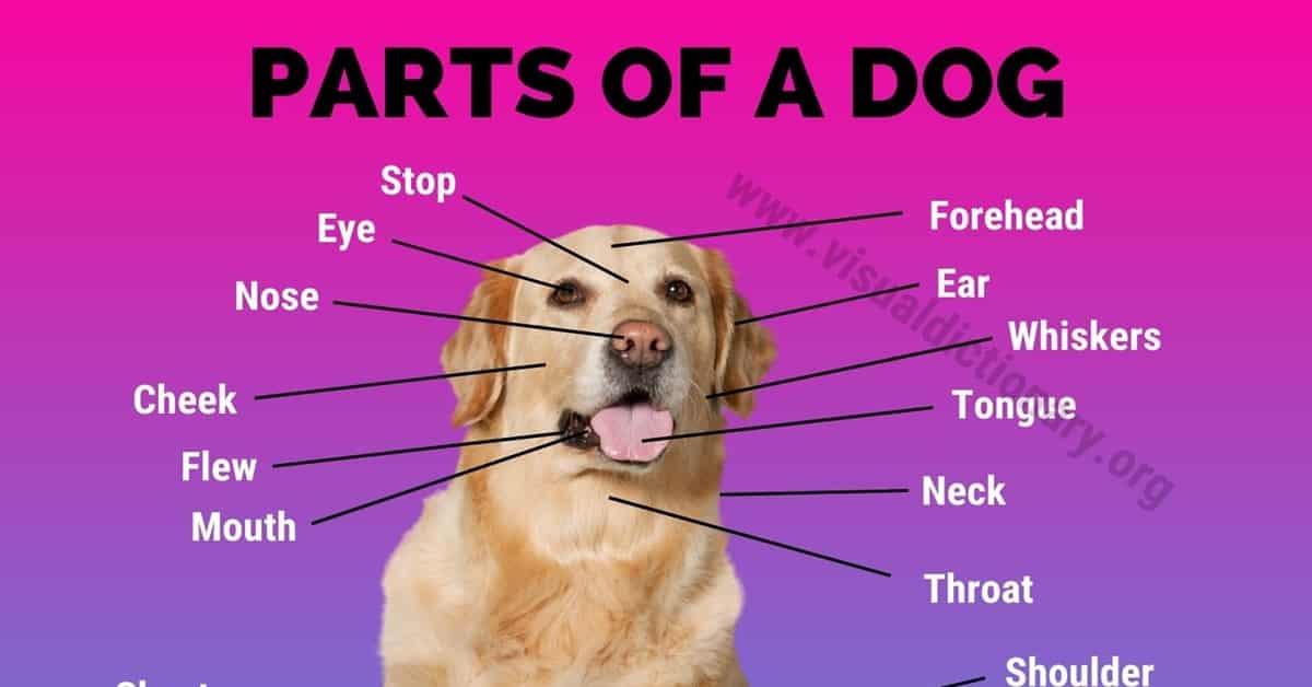 Dog Anatomy: 40 Popular Parts of A Domestic Dog (with Picture) - Visual