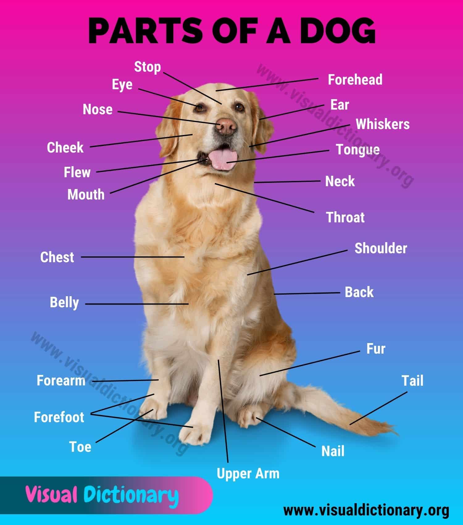 Animal Anatomy: Dog Anatomy