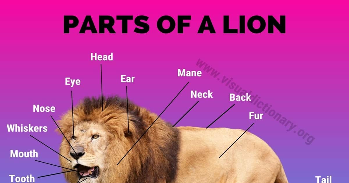 Lion Anatomy: Amazing List of 25 Different Parts of A Lion - Visual