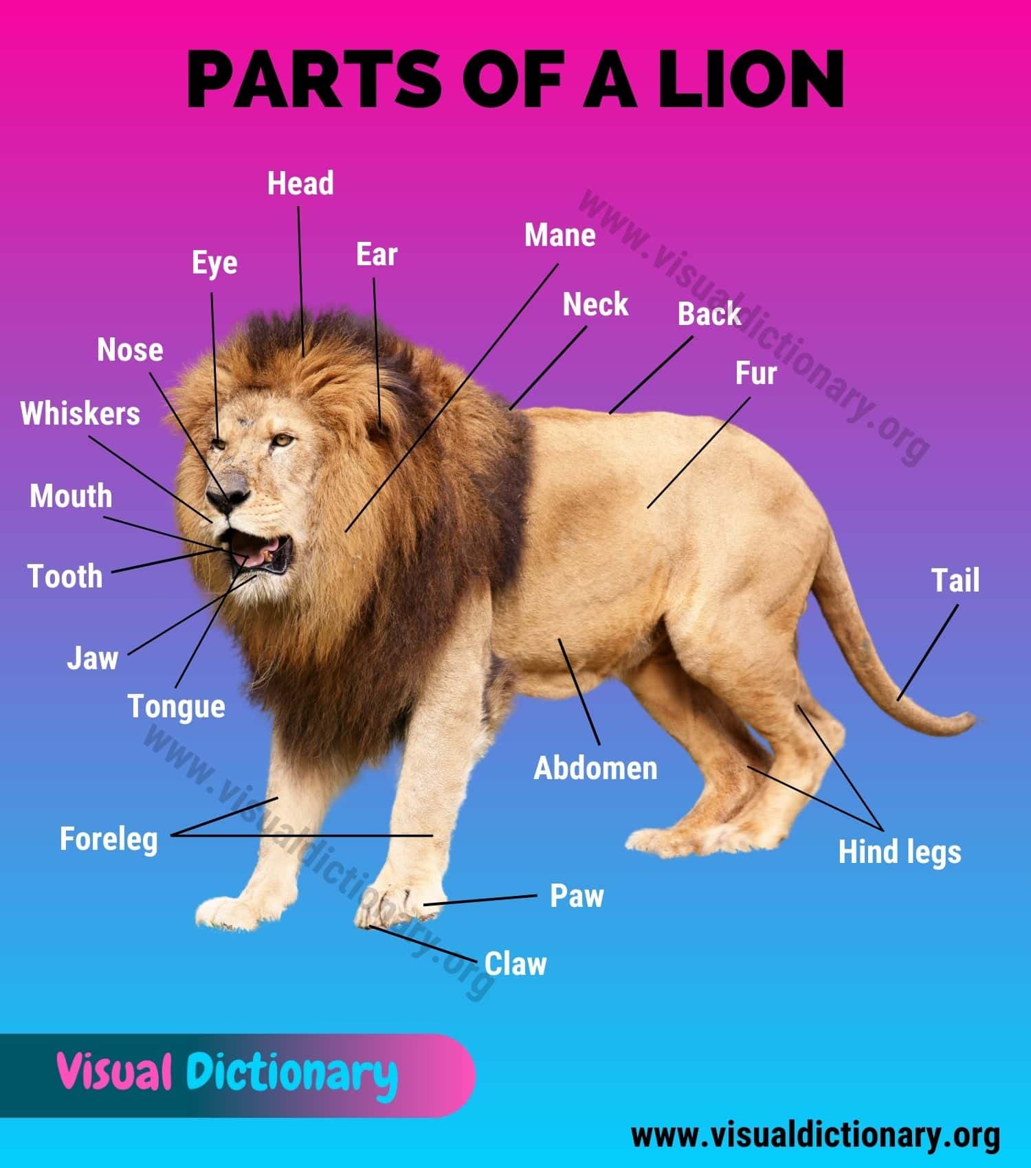 Lion Anatomy: Amazing List of 25 Different Parts of A Lion