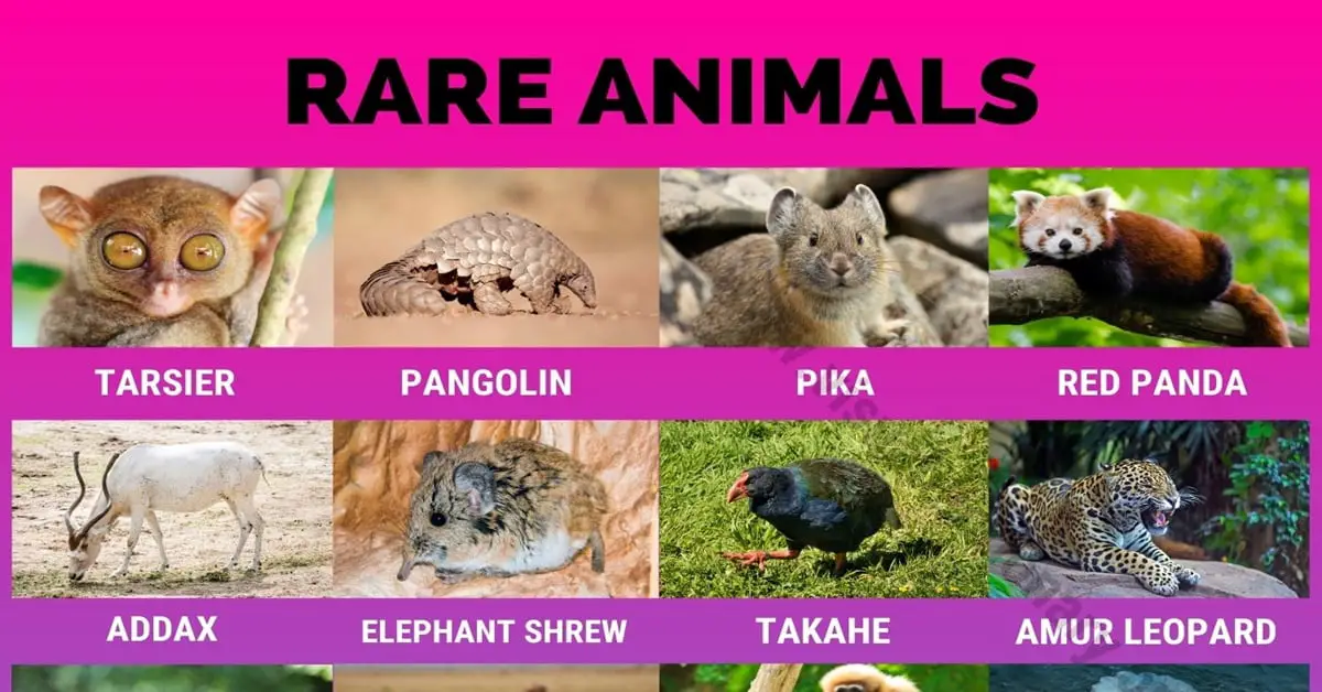 Rare Animals: 35 of The World's Rarest Animals that Are Difficult to Find -  Visual Dictionary