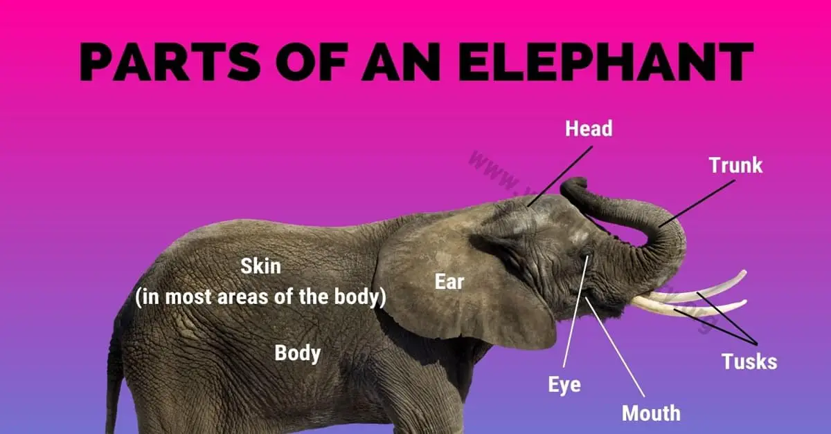 Elephant Parts: Great List of 12 Parts of an Elephant