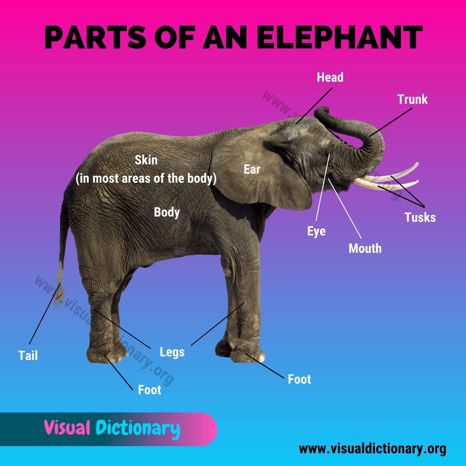 Elephant Parts: Great List of 12 Parts of an Elephant
