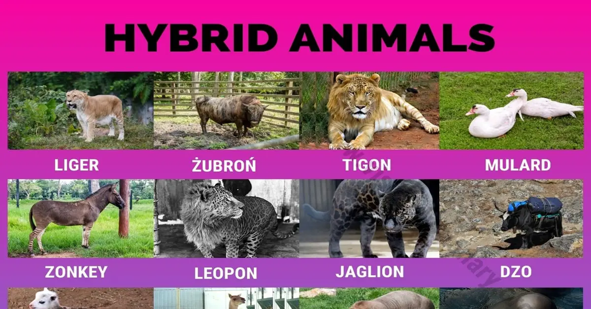 Hybrid Animals: 24 Wonderful Hybrid Animals that Actually Exist - Visual  Dictionary