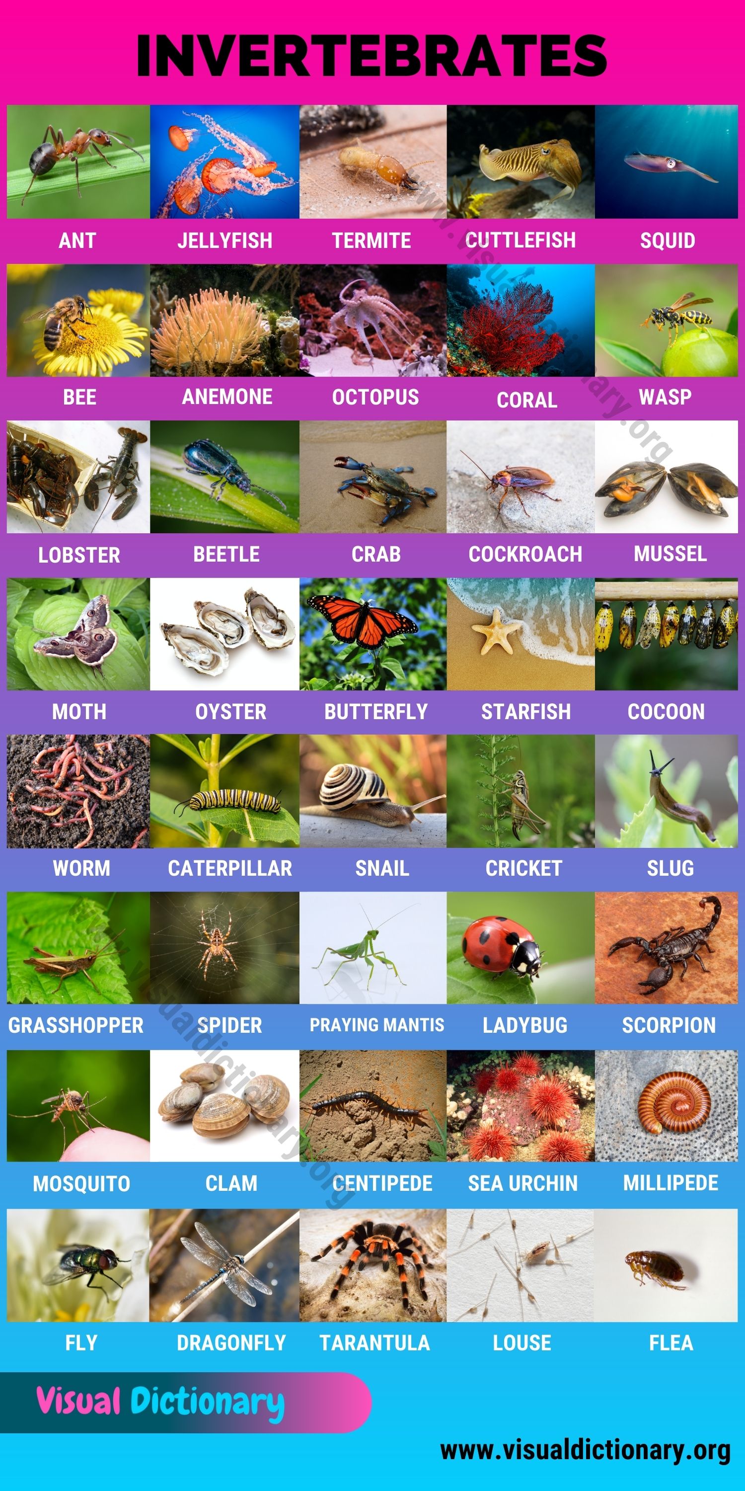 Invertebrates 40 Great List Of Animals That Are Invertebrates Visual Dictionary