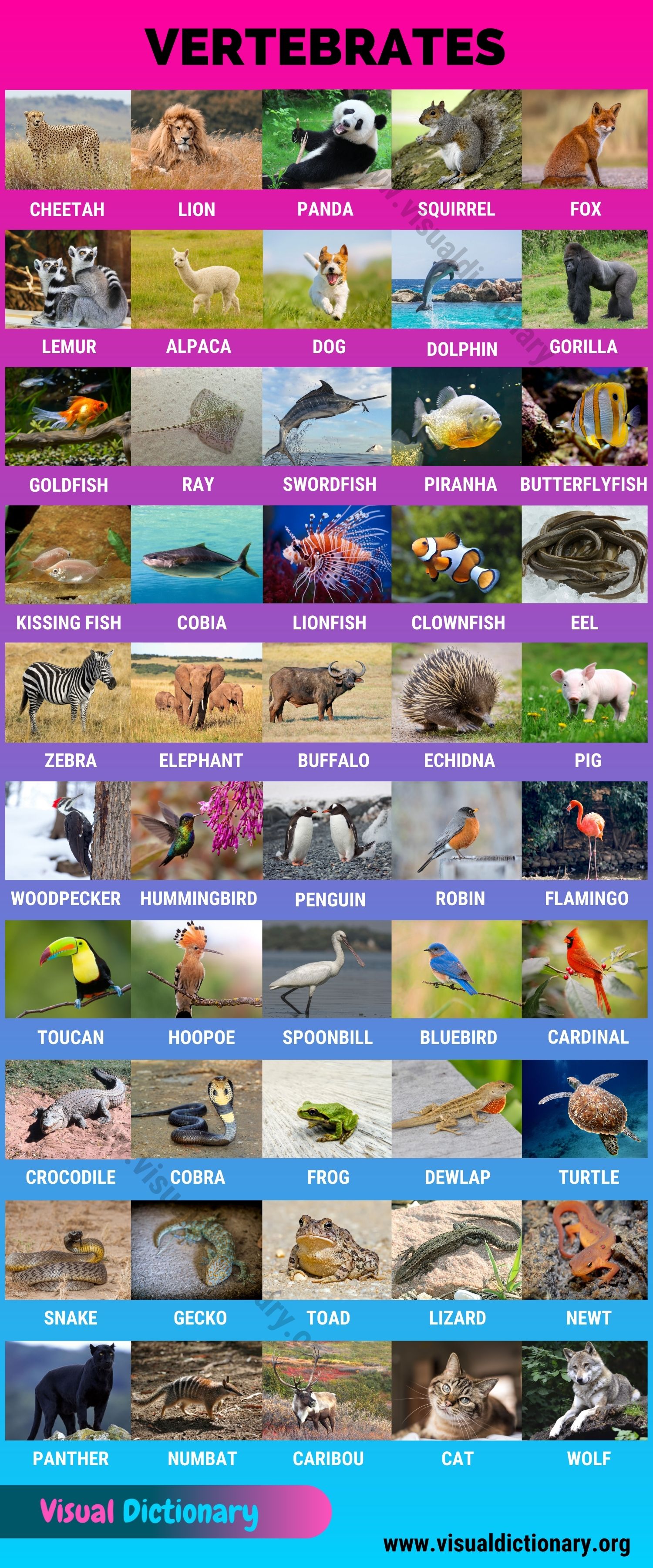 Vertebrates: Wonderful List of 340+ Vertebrates around the World - Visual  Dictionary