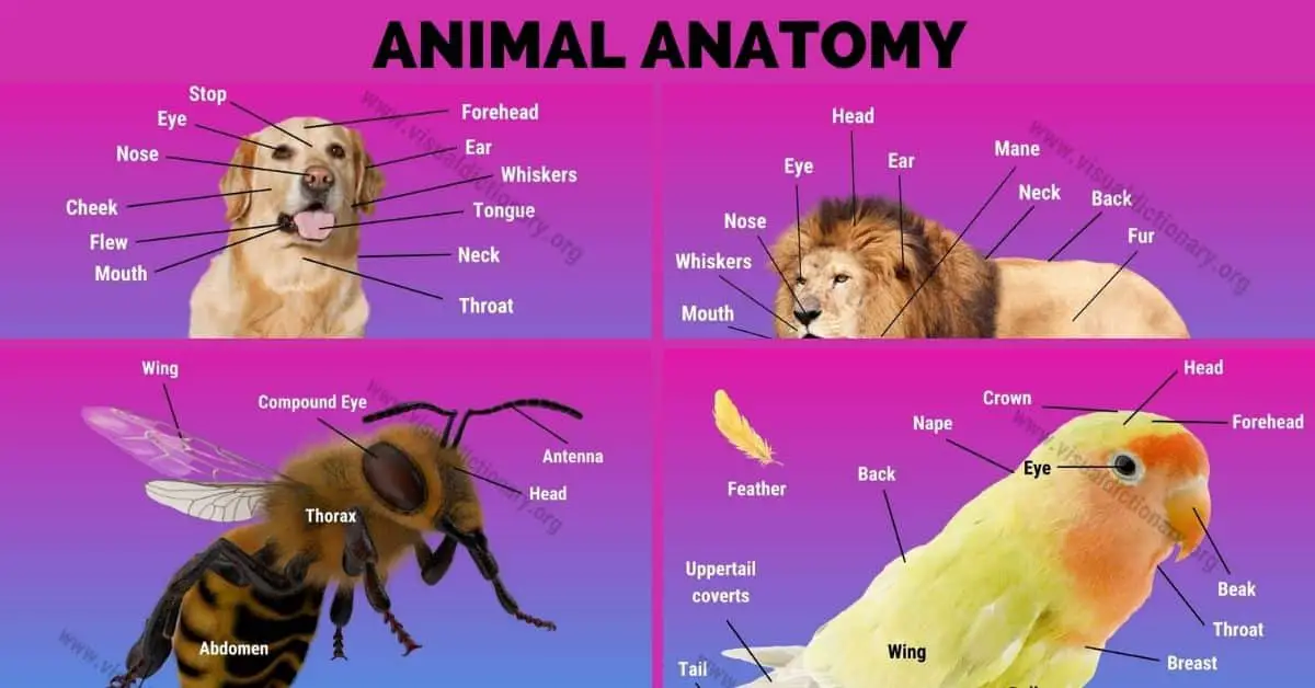 Animal Anatomy: External Body Parts of 10 Popular Animals on the Planet -  Visual Dictionary