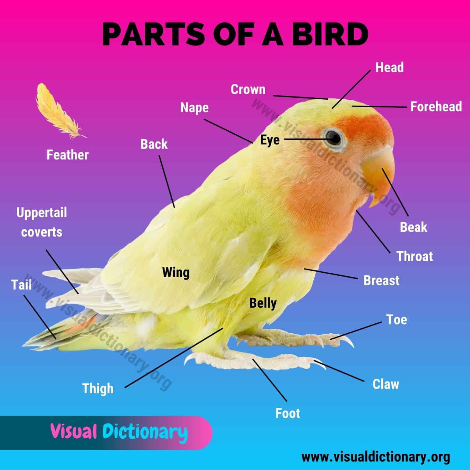 Bird Anatomy: 20 External Parts of a Bird (with Interesting Picture)