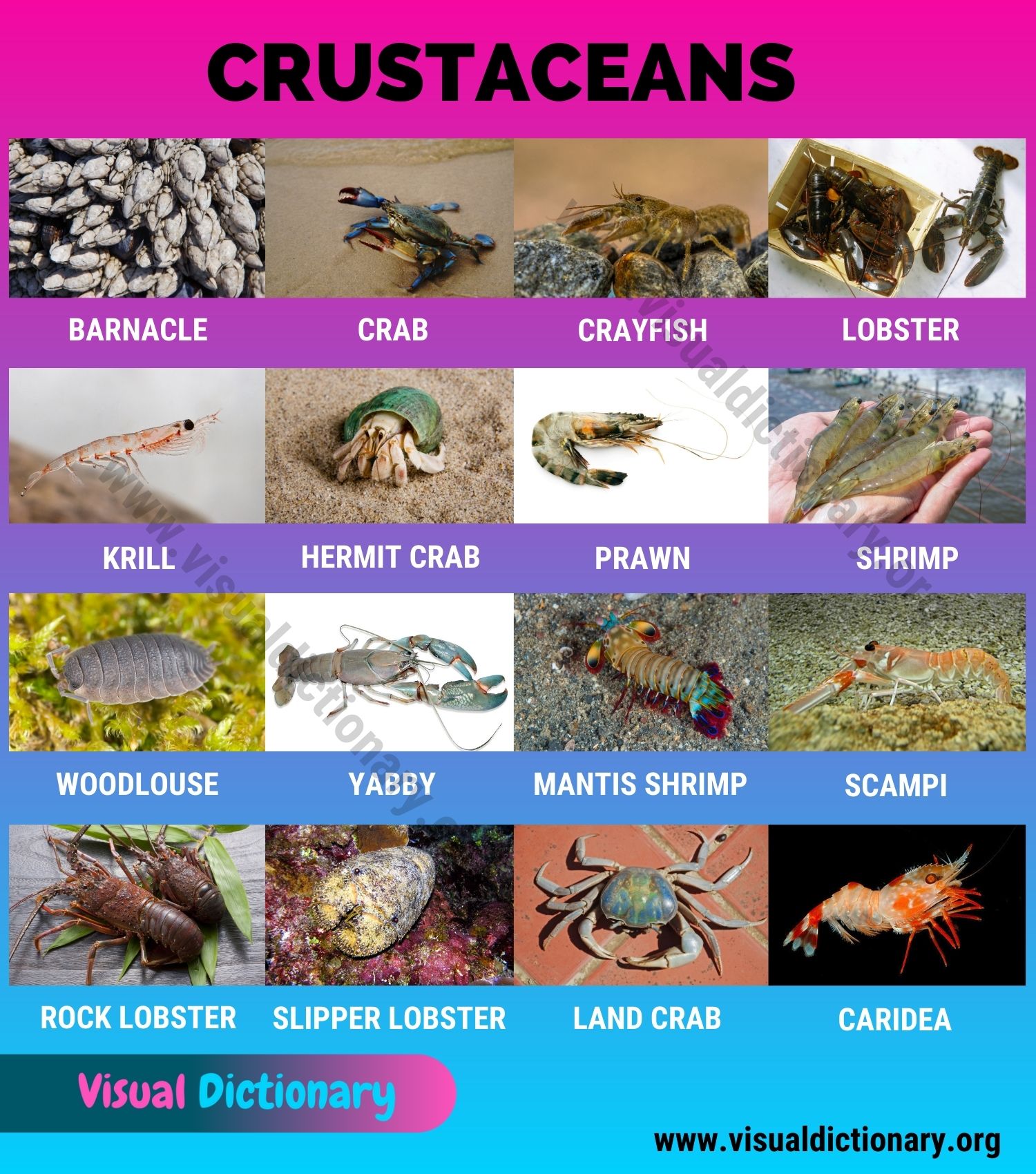 Crustaceans: Useful List of 16 Names of Crustaceans in the World - Visual  Dictionary