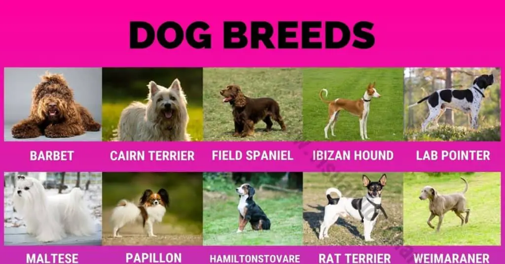 Dog Breeds: 370 Best Breeds of Dogs You Probably Don't Know - Visual