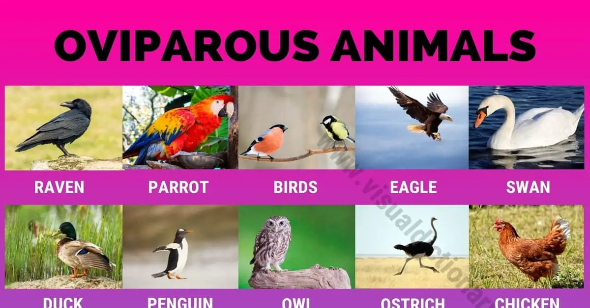 Oviparity: Wonderful List of 30 Animals That Lay Eggs - Visual Dictionary
