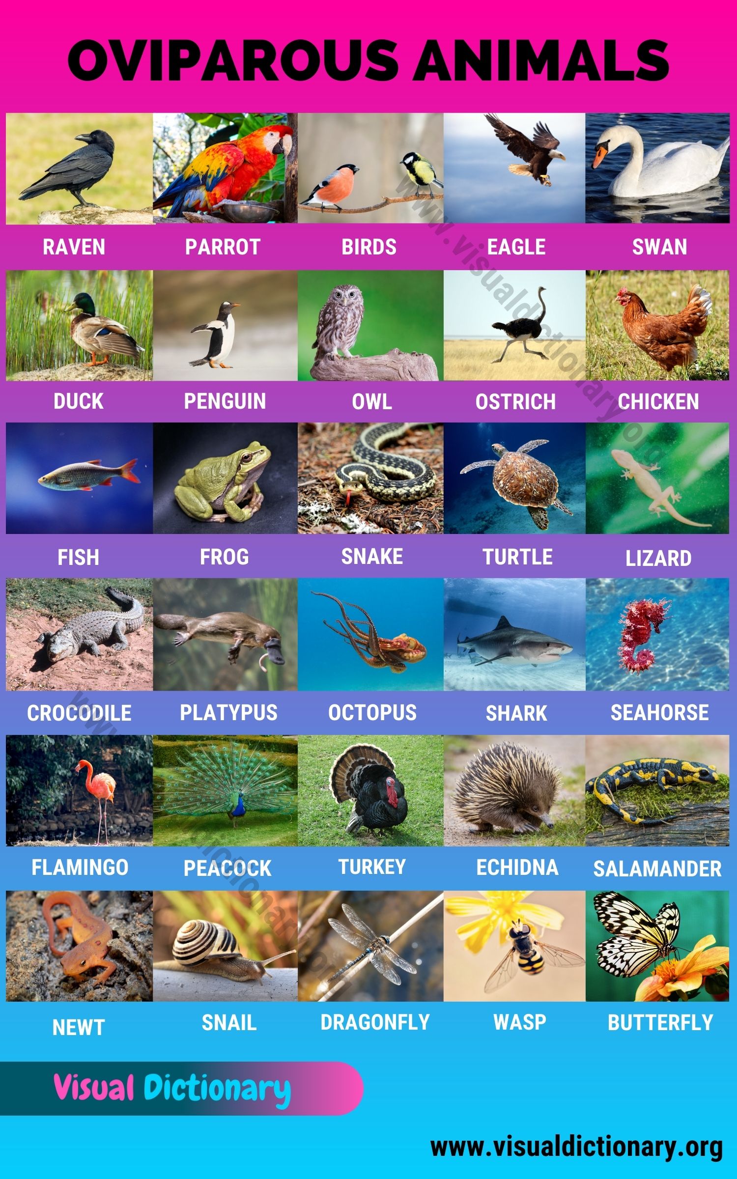 Oviparity: Wonderful List of 30 Animals That Lay Eggs - Visual Dictionary