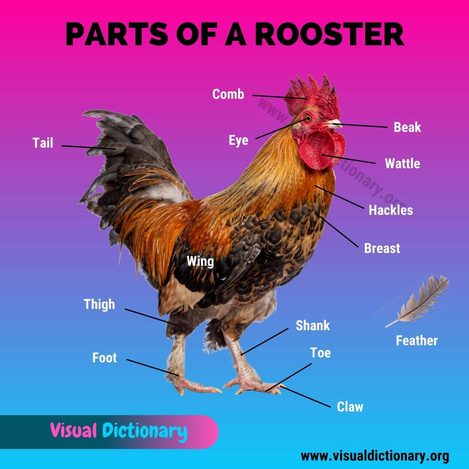Chicken Anatomy: 16 External Parts of A Chicken (Rooster & Hen) You