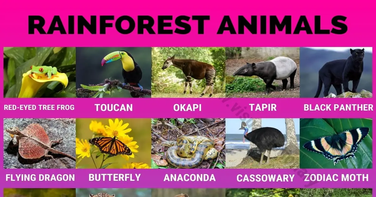 Rainforest Animals: 40 Amazing Animals Found in the Rainforest - Visual  Dictionary