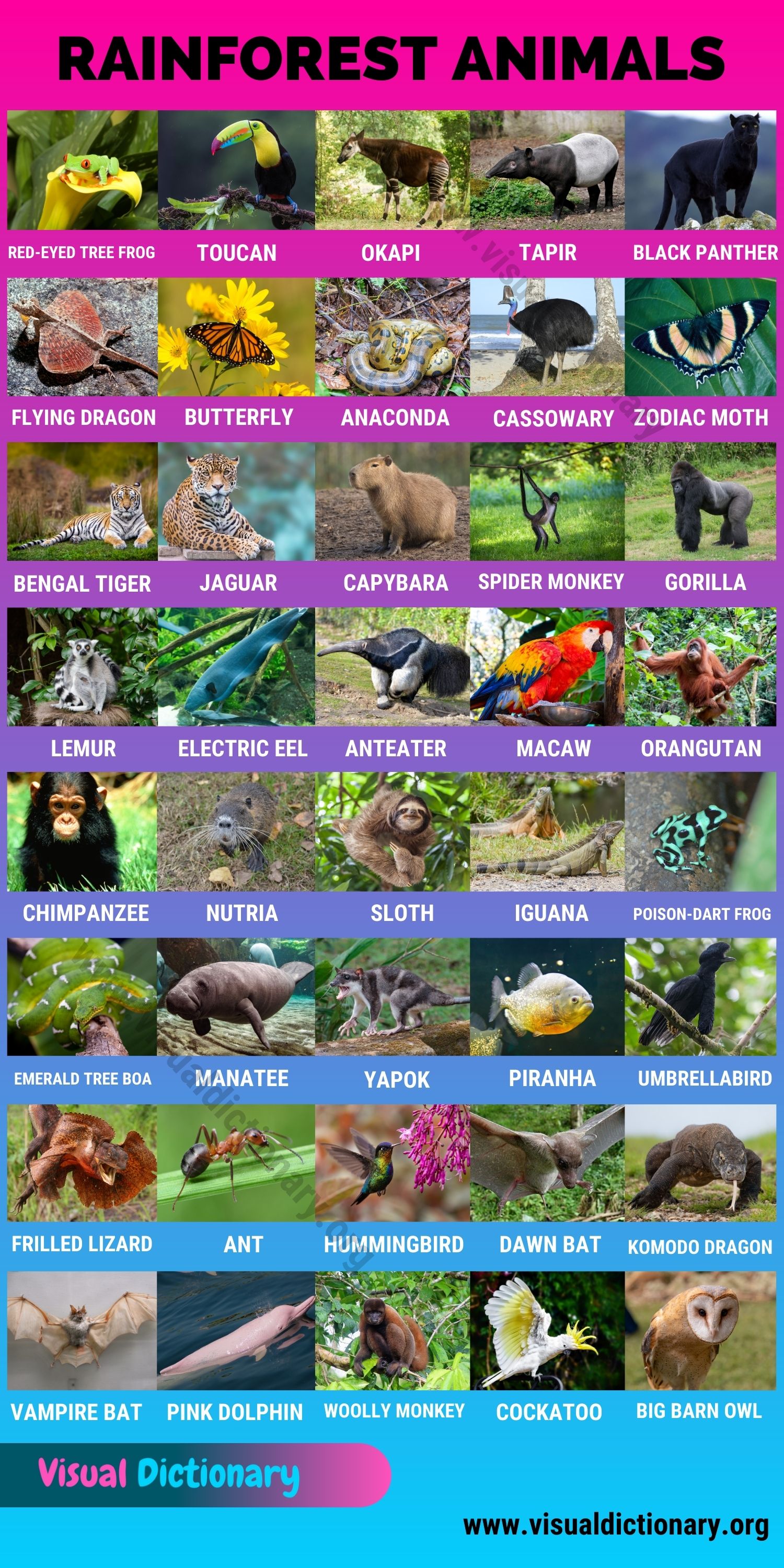 Rainforest Animals: 40 Amazing Animals Found in the Rainforest - Visual  Dictionary