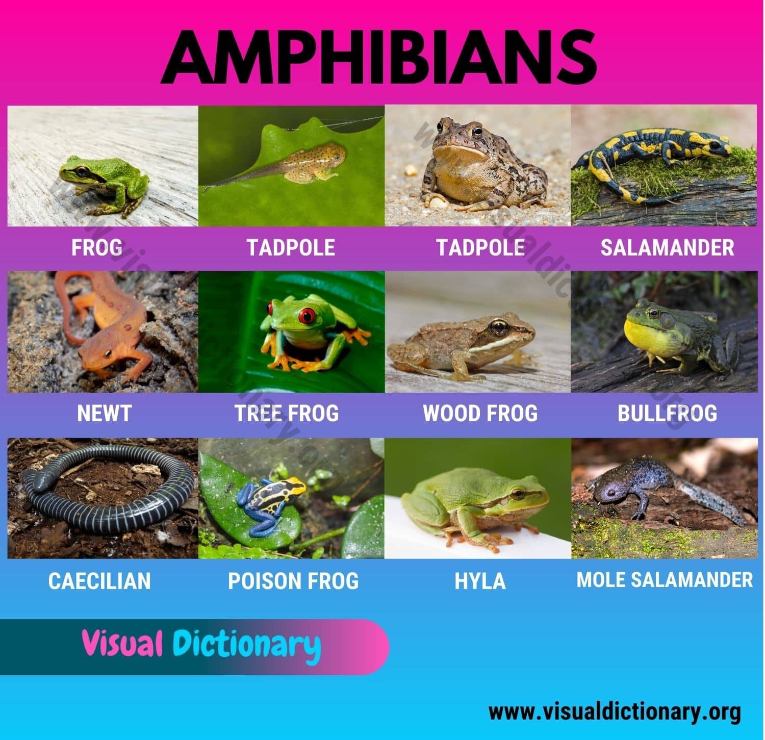 Amphibians: 15 Common Names of Amphibians | Great List of Amphibians -  Visual Dictionary