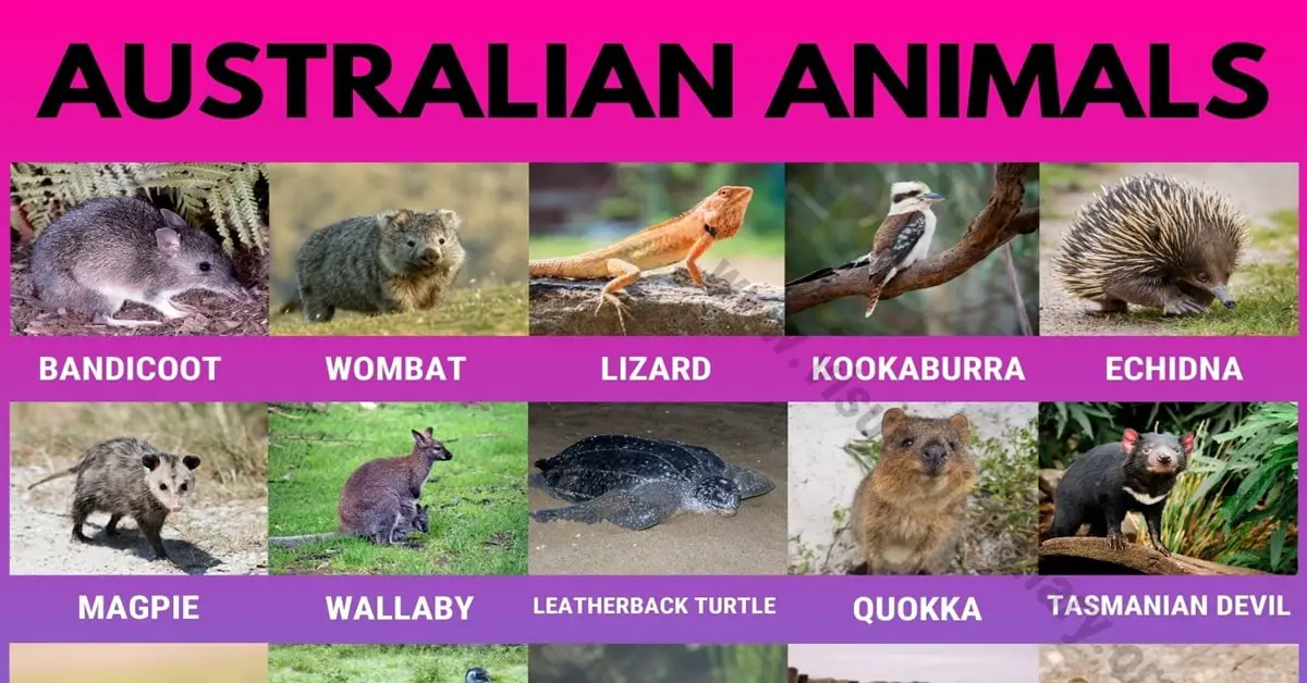 Australian Animals: List of 30 Famous Animals in Australia - Visual  Dictionary