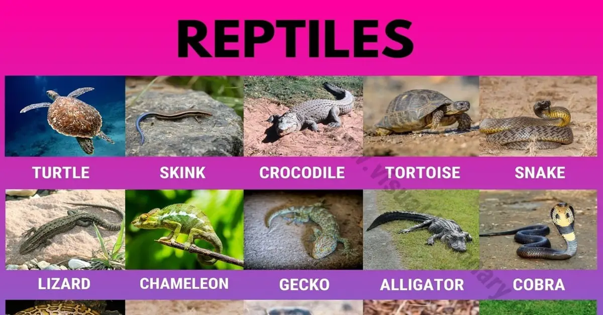 Reptiles: Helpful List of 27 Names of Reptiles in English - Visual  Dictionary