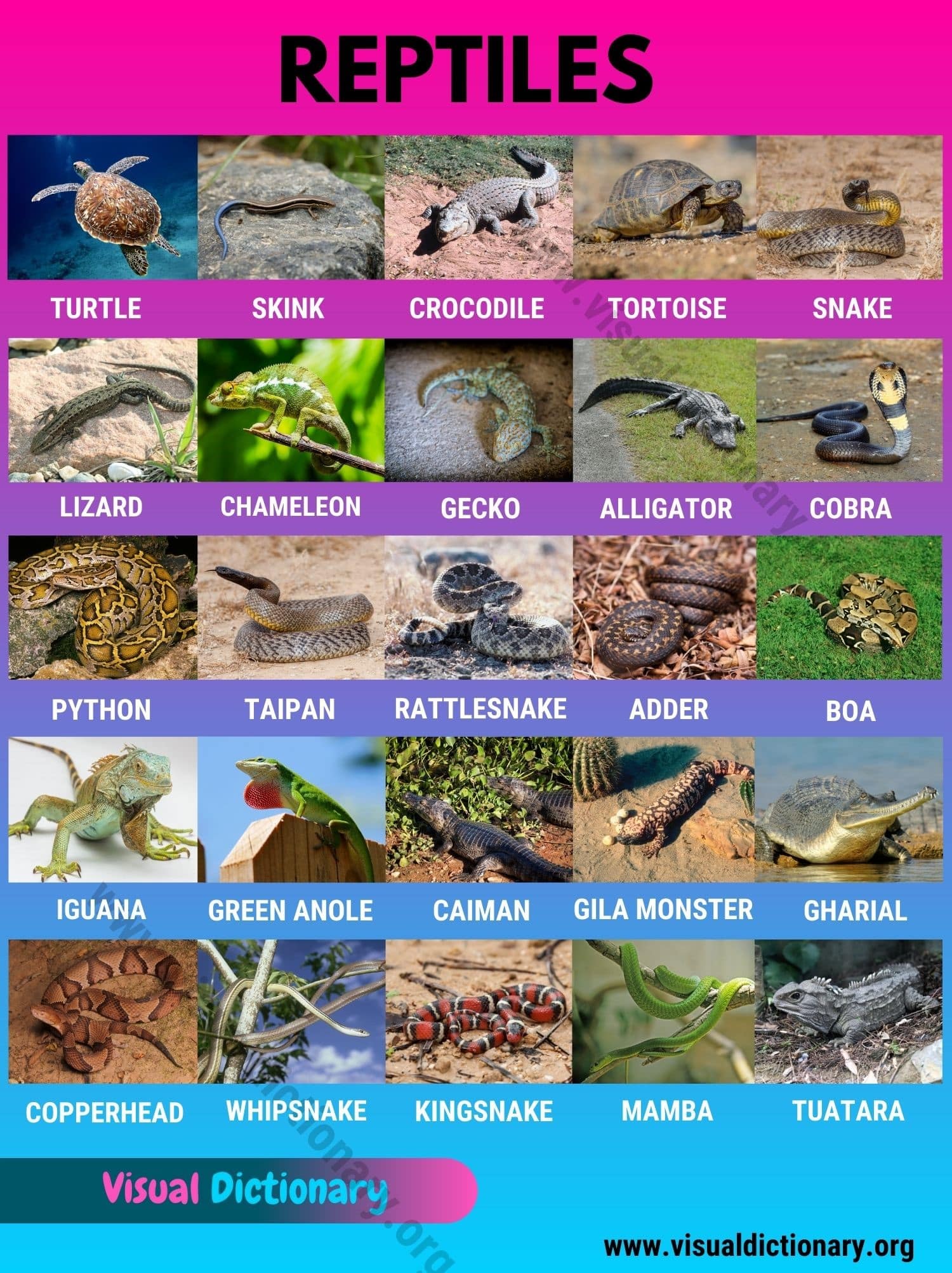 Reptiles: Helpful List of 27 Names of Reptiles in English - Visual  Dictionary