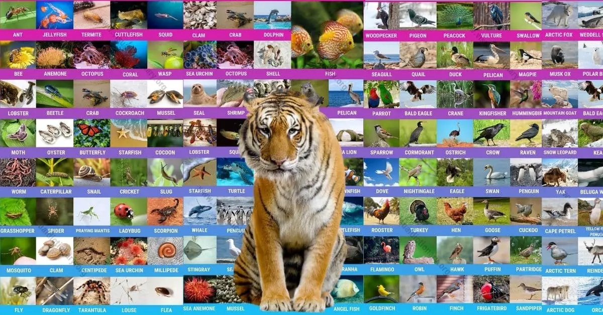 Animals: 1000+ Animal Names | Great List of All Animals | Classification of  Animals - Visual Dictionary