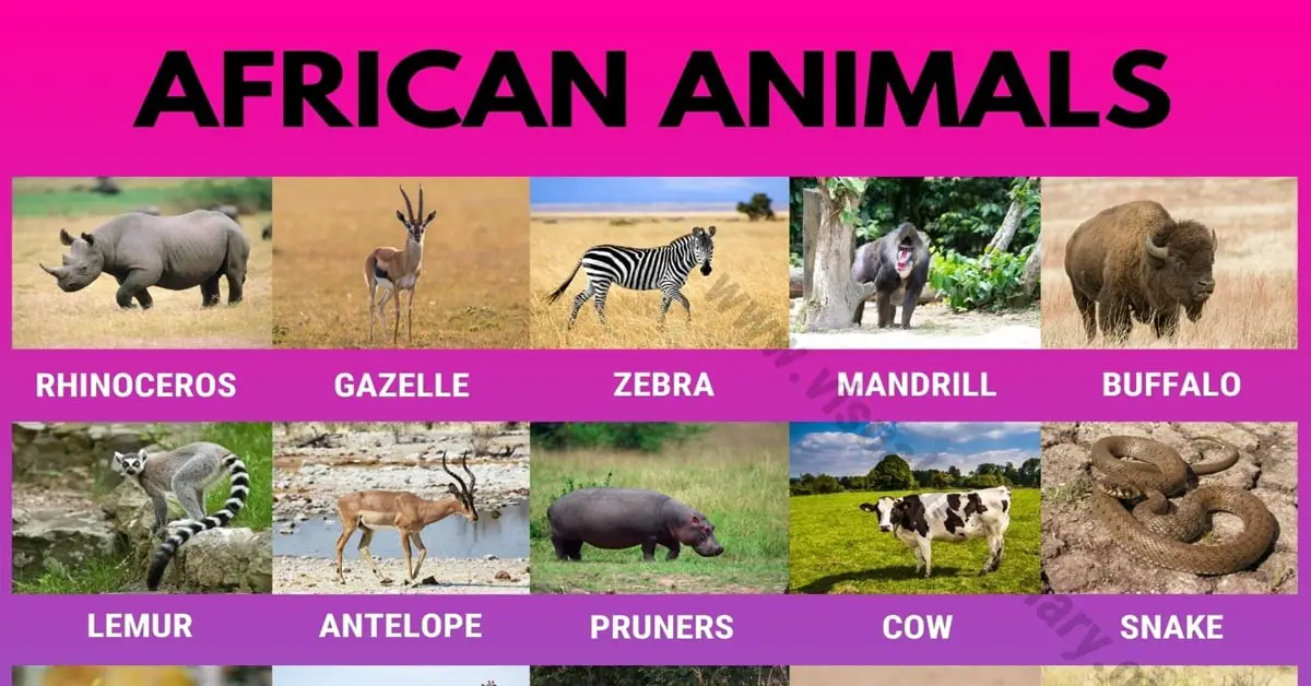African Animals: Top 35+ Animals in Africa You've Never Heard Before -  Visual Dictionary