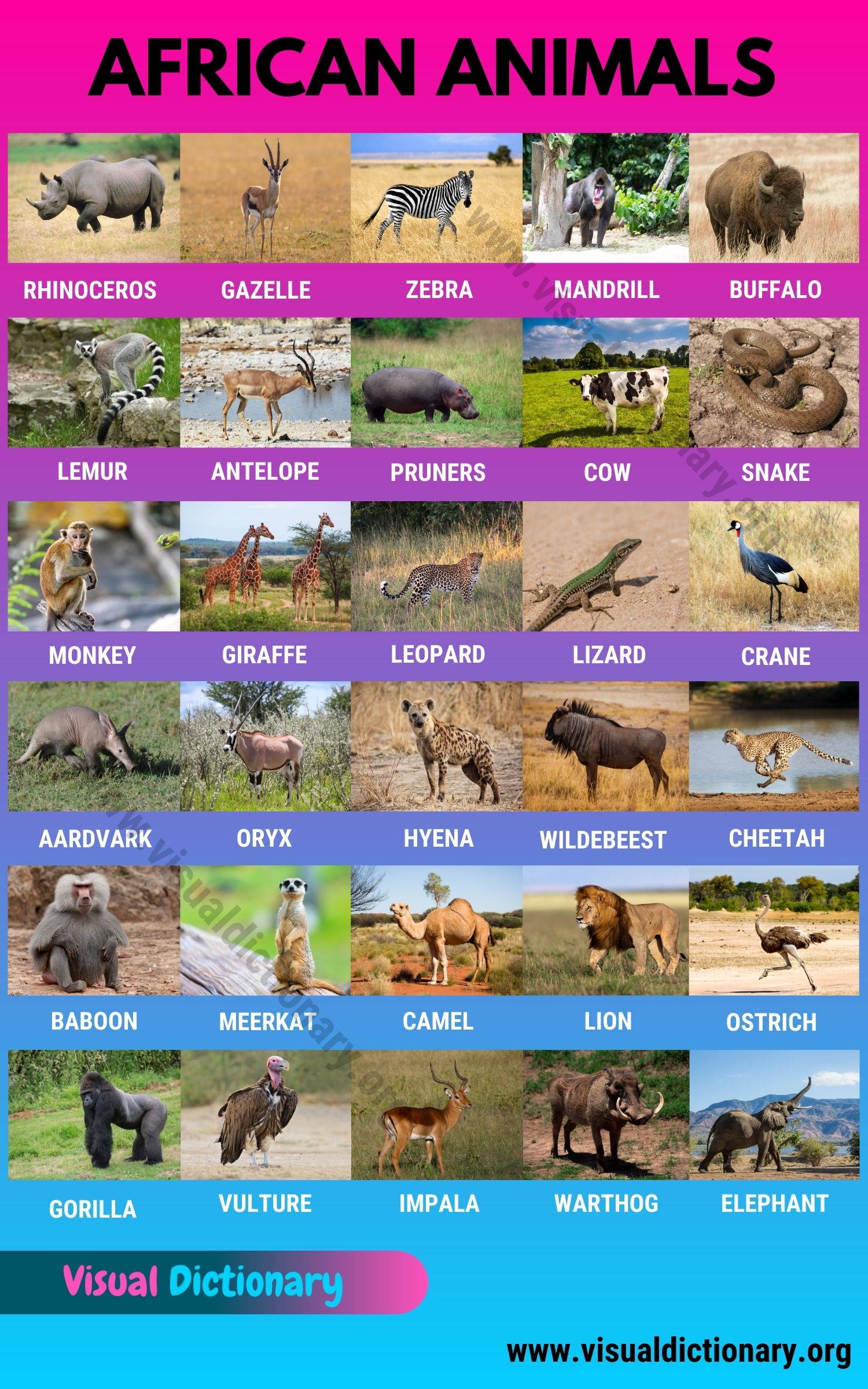 African Animals: Top 35+ Animals in Africa You've Never Heard Before -  Visual Dictionary