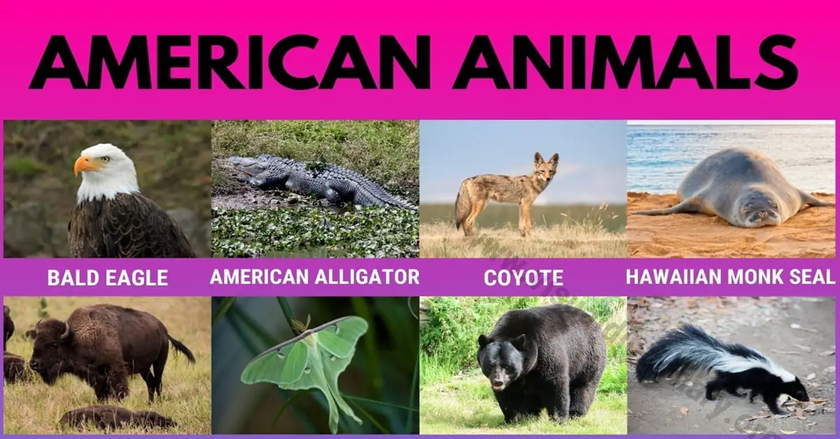American Animals: Wonderful List 17 Animals Found in America - Visual  Dictionary