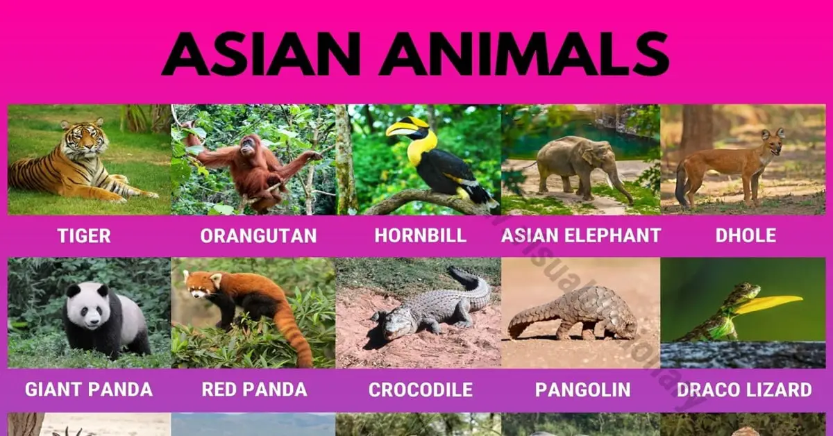 Asian Animals