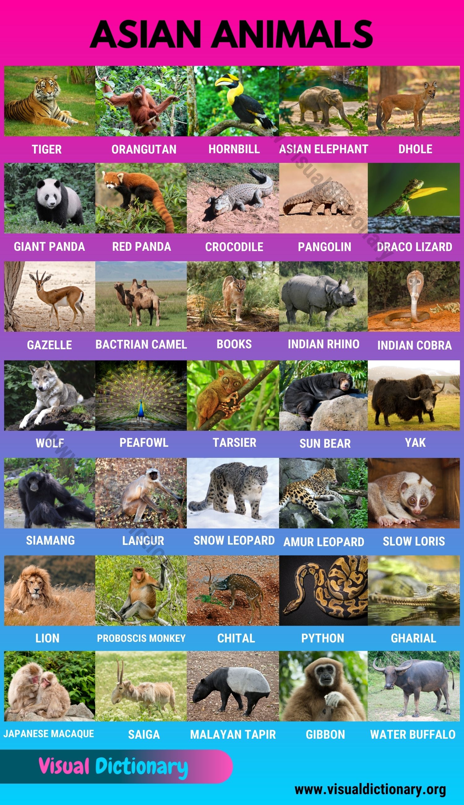 Asian Animals: Useful List of 35 Animals Found in Asia - Visual Dictionary