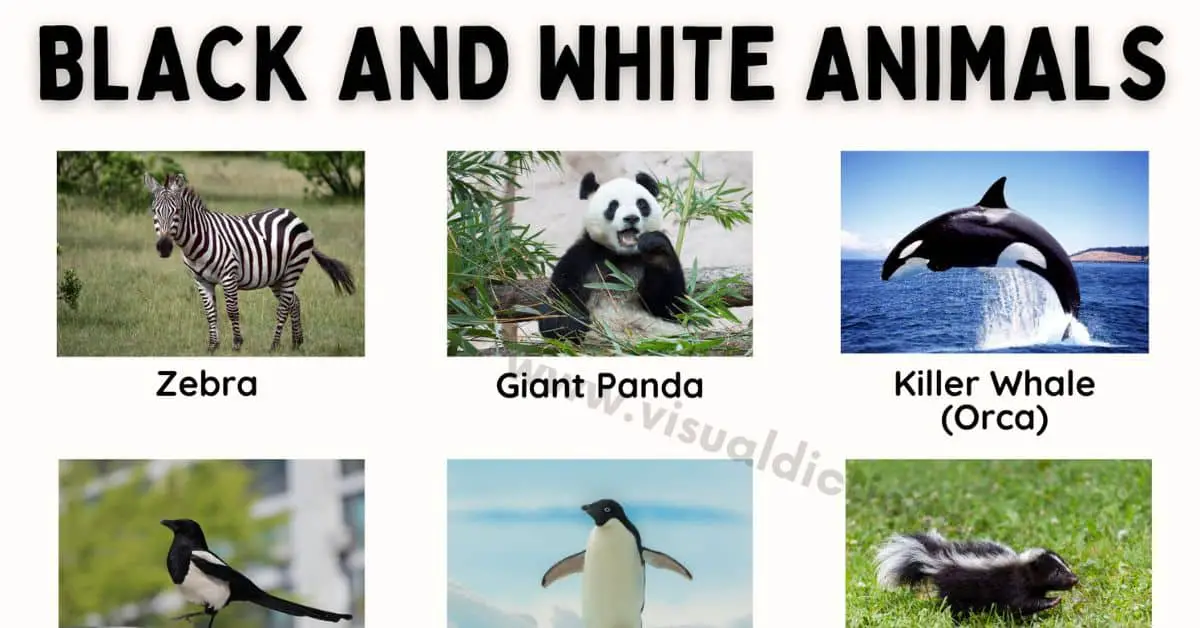 List of Black and White Animals Amazing Animals You Need to See Now
