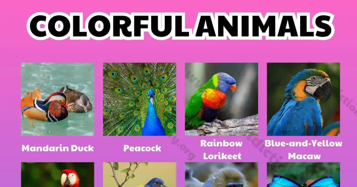 List of Colorful Animals 21 Wonderful Colorful Animals on the Planet