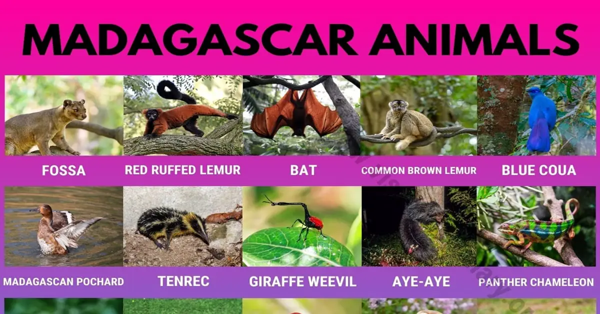 Madagascar Animals: Best List of 25+ Animals only Found in Madagascar -  Visual Dictionary