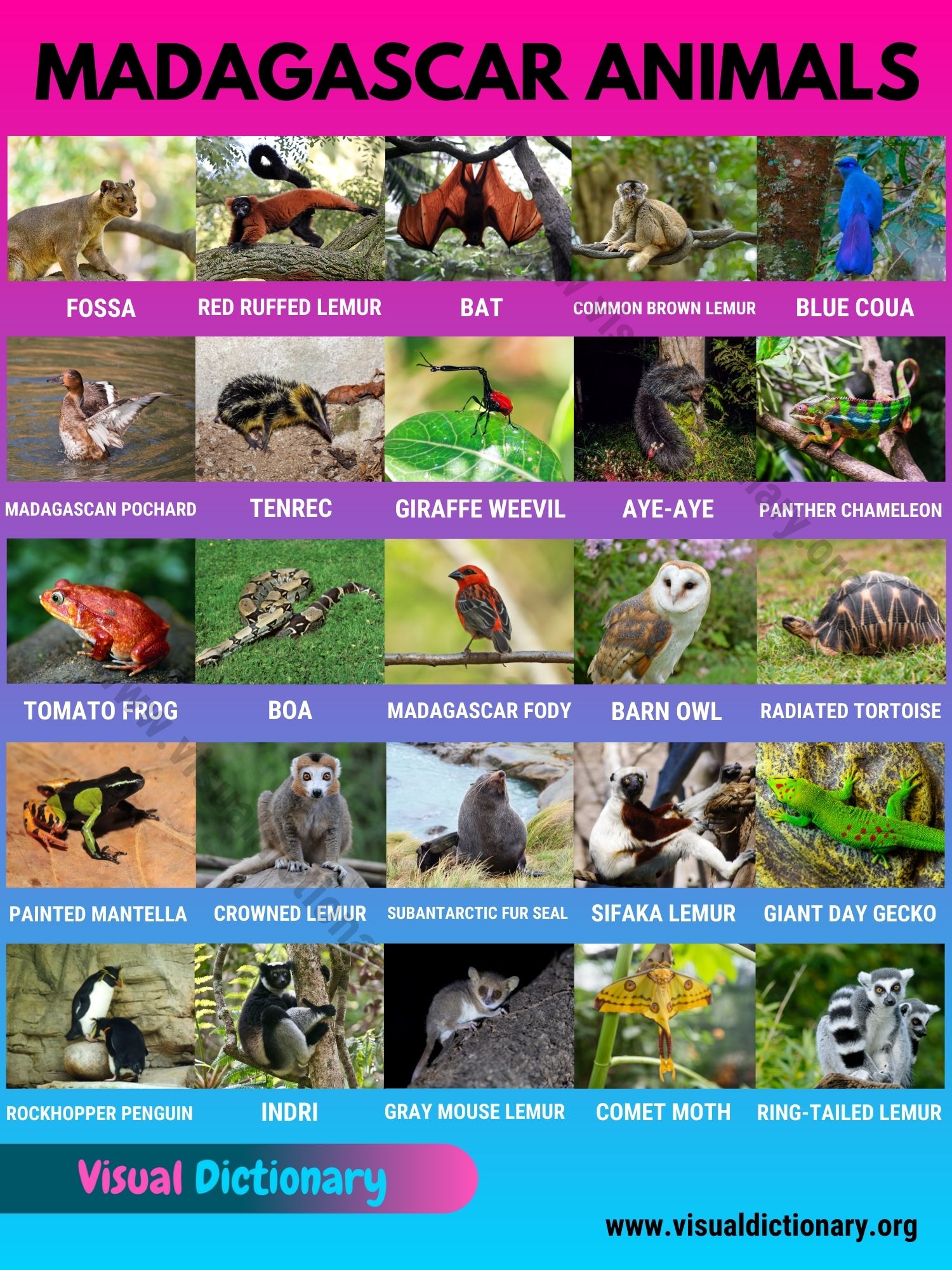 Madagascar Animals: Best List of 25+ Animals only Found in Madagascar -  Visual Dictionary