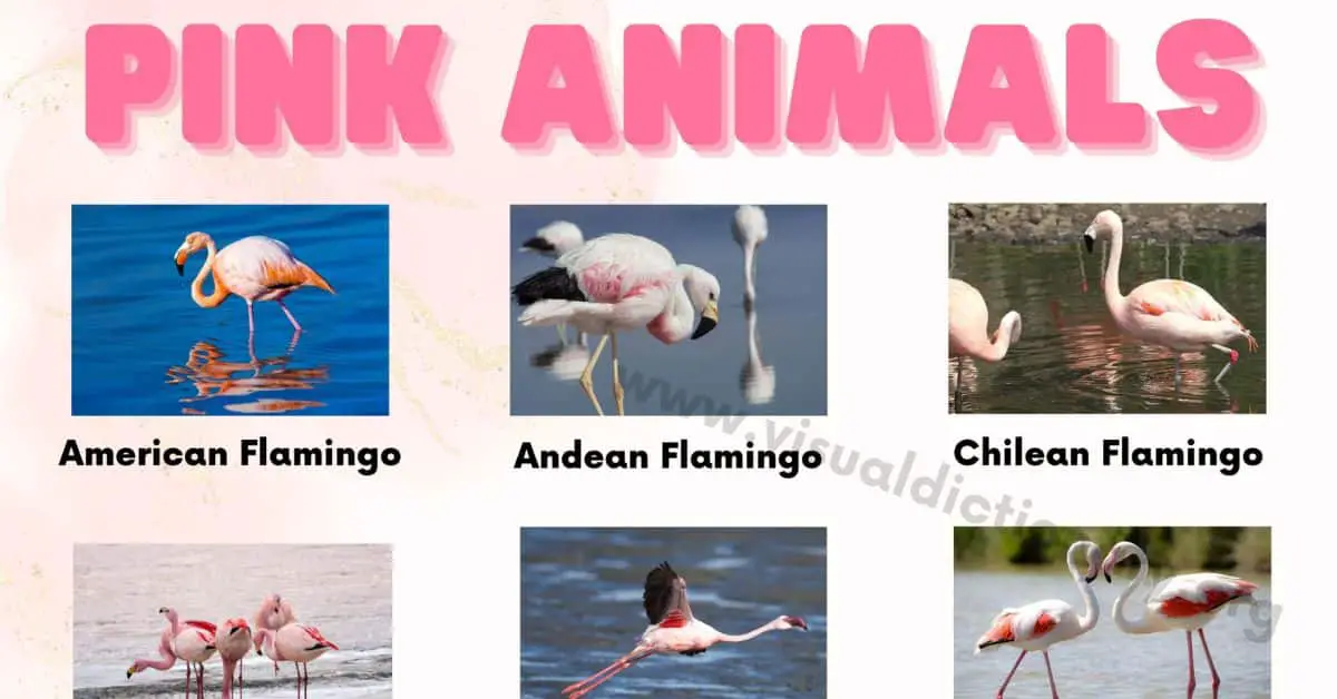 List of Pink Animals: 29 Cutest and Most Unique Creatures You'll Ever See