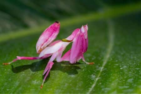 Pink Orchid Mantis
