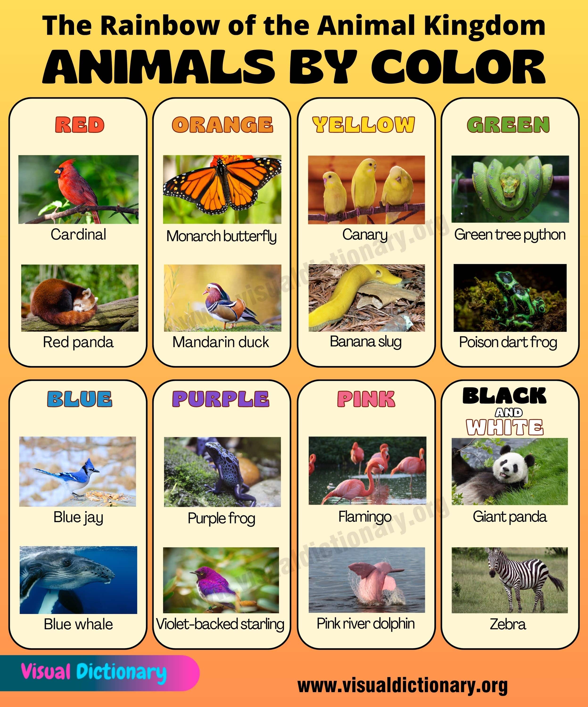 Animals by Color: List of Awesome Animals and their Colors